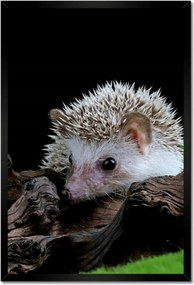 Poszter keretben 40x60 Sündisznó a zöld mohán