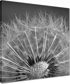 Vászonkép 40x40 Pitypang Virág Virágok