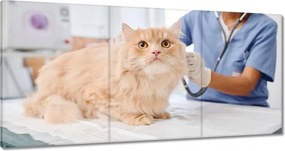 Képek 180x90 Orvos macska vizsgálat