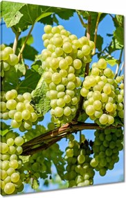 Vászonkép 60x80 Zöld szőlő