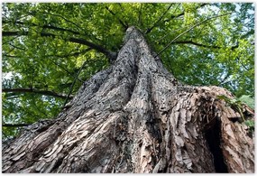 Poszterek 185x125 Fa Fák Kilátás