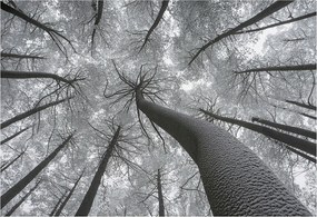 Flizelin tapéta Divatos 3D fali ragasztó Téli tájkép 152x104 ragasztó