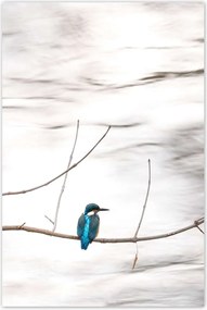 Poszterek 80x120 Madarak