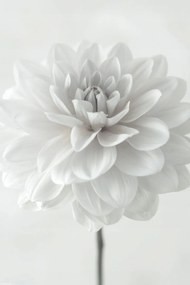 Poszter 30x45cm Dália virág fehér alapon, Assaf Frank