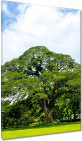 Vászonkép 80x120 Örökzöld park