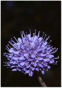 Poszterek 70x100 Nőnap Ajándék Love