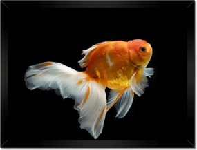 Poszterek keretben 40x30 Gyönyörű aranyhal fátyol