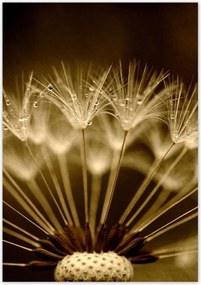 Poszterek 70x100 Pitypang Virág Virágok