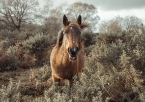 Poszter 29,7x21cm Ló a vadonban, Assaf Frank