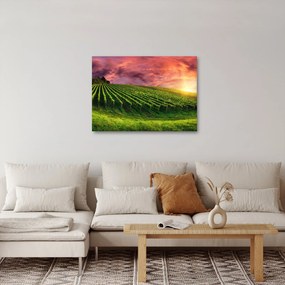 Szőlőskert és a színes égbolt képe (70x50 cm)