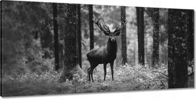 Képek 210x100 Szarvas az erdőben B&amp;w