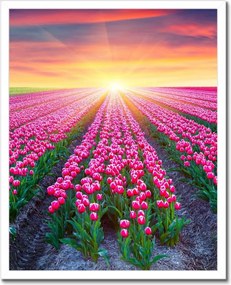 Poszterek keretben 40x50 Tulipánok tengere Virágok