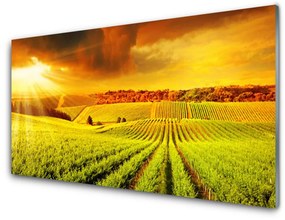 Modern üvegkép Field Sunset Landscape 100x50 cm 2 fogas