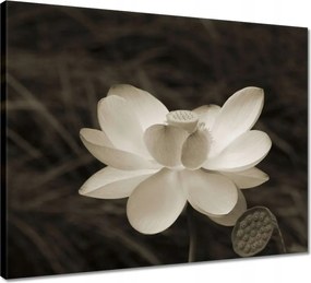 Vászonkép 50x40 Lótuszvirág