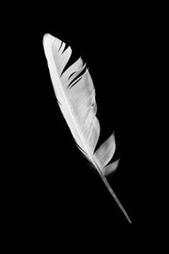 Művészeti fotózás Beautiful white feather isolated on black, nadtytok, (26.7 x 40 cm)