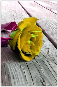 Poszterek 80x120 Freeky rose