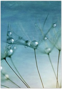 Poszterek 70x100 Pitypang Virág Virágok