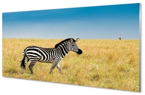 Akrilkép Zebra box 100x50 cm 2 fogas