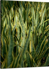 Botanika Sansewieria vászonkép 50x70 cm