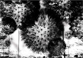 Flizelin fotótapéta Fekete-fehér pitypang finomság 350x250 +ragasztó