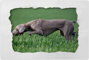 Poszterek 90x60 Vadászkutya akcióban