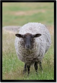 Poszterek keretben 40x60 Juh legeltetés Bárányok