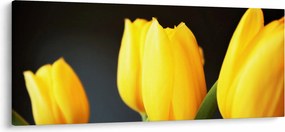 Tulipán képe (120x50 cm)