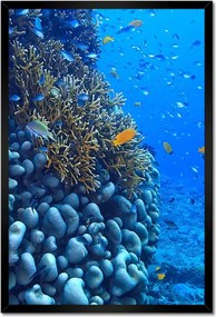 Poszterek keretben 40x60 Víz alatti lagúna korallok
