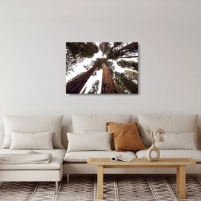Kép - Kilátás a fák között (üvegen) (70x50 cm)