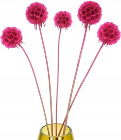 Stabilizált Driakiew Csillag scabiosa fukszia 5 db szárított virág