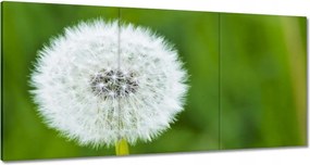 Vászonkép 180x90 Pitypang Virág Virágok