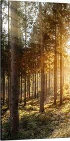 Nyírfák Napfényes reggel vászonkép 60x120 cm