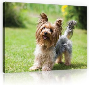 Vászon falikép kutya vászonkép 100x75