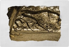 Poszterek 90x60 Erőteljes tölgy