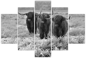 Kép - Skót tehenek (150x105 cm)