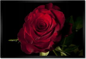 Poszter keretben 60x40 Vörös rózsa