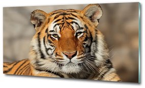Üvegkép Bengáli tigris osh-88747131