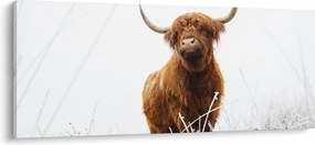 Kép - Skót tehén (120x50 cm)