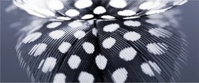 Kép - Toll (120x50 cm)