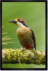 Poszterek keretben 40x60 Madarak