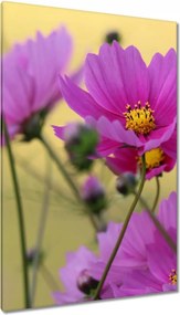 Vászonkép 80x120 Virágok a réten