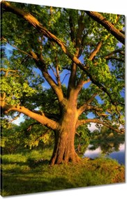 Vászonkép 60x80 Tölgy a croissant-ban Nyugat