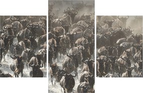 Kép - Gnúcsorda (90x60 cm)
