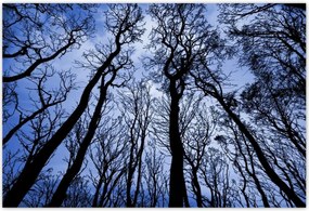 Poszterek 155x105 Erdő Fák Kilátás alulról