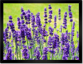 Poszterek keretben 40x30 Levendula virágok