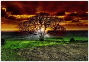 Fotótapéta flizelina 368x254 Varázslatos fa