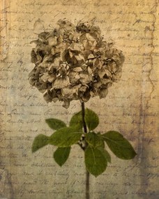 Poszter 40x50cm Egy szárított hortenzia virág, Assaf Frank