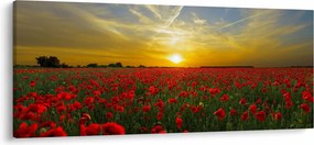 Egy kép a pipacs mezőről (120x50 cm)