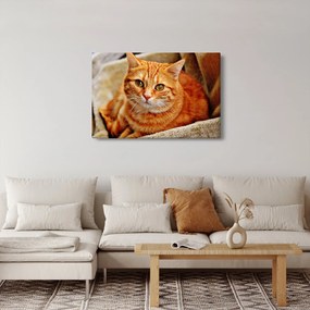 Egy fekvő macska képe (90x60 cm)