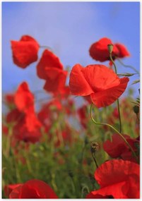 Poszterek 70x100 Pipacsok az égbolt hátterében